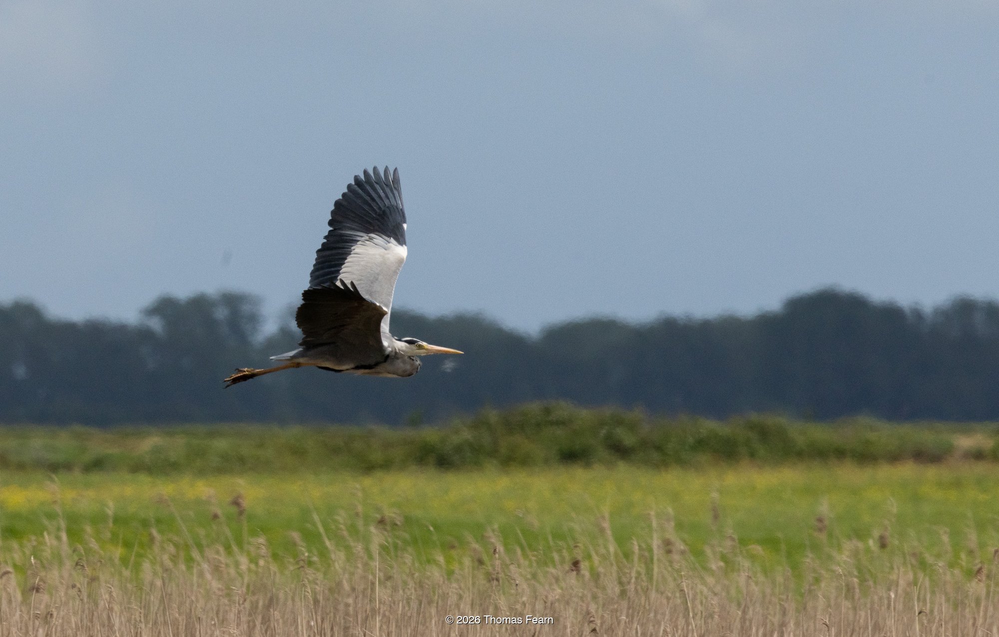 Grey heron flying low over a meadow