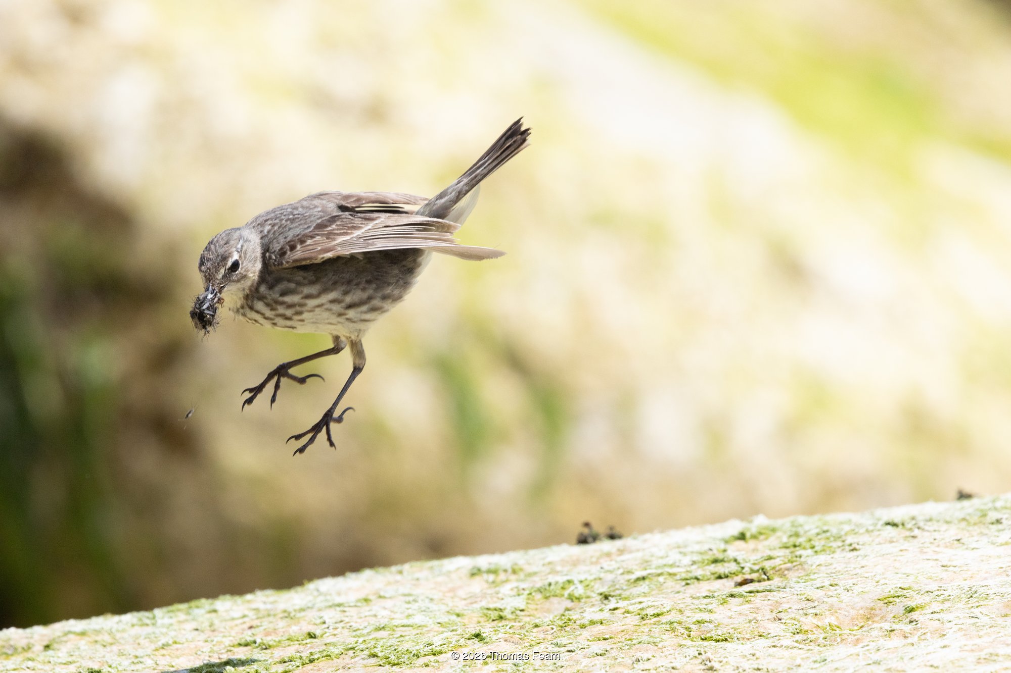 Rock pipit springing from a rock