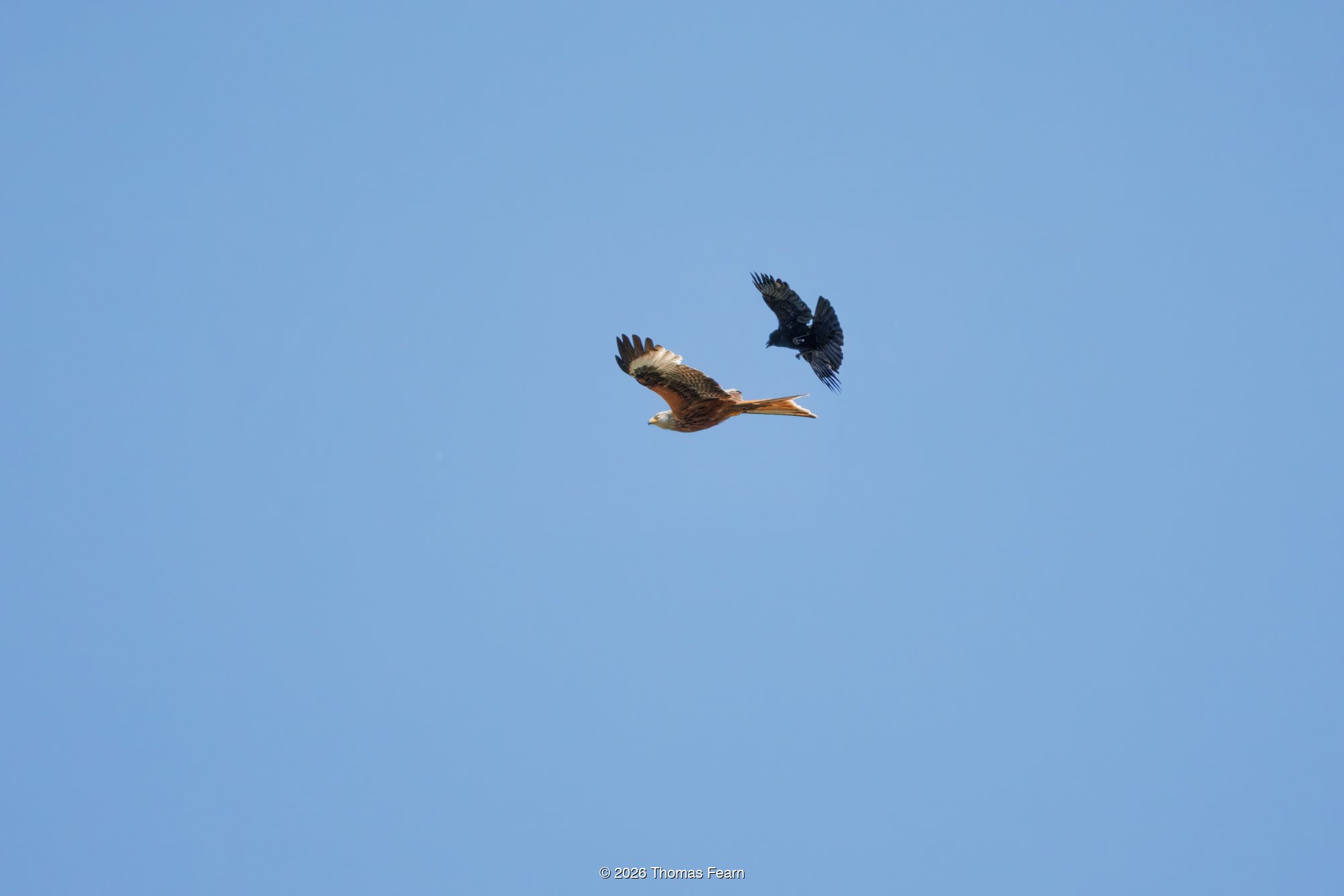 Red kite &amp; crow grappling mid-air