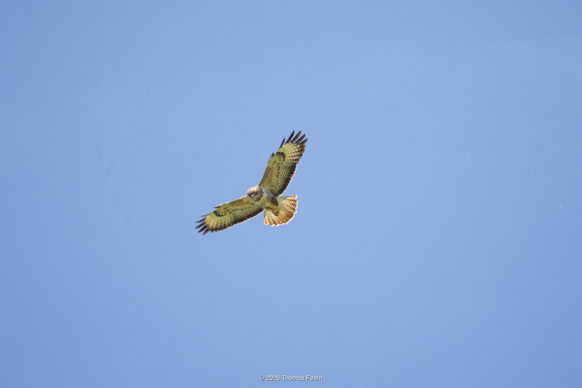 Common buzzard cruising high above