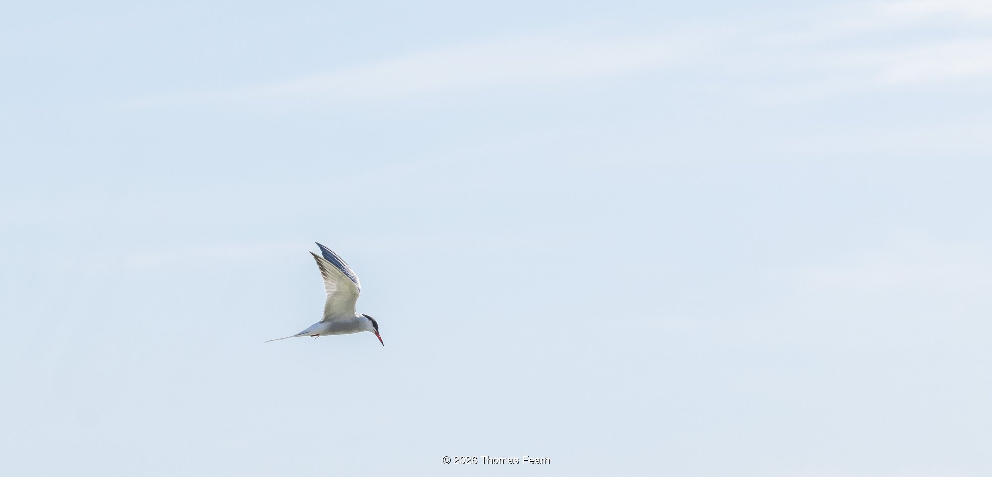 Common tern flying low over the sea