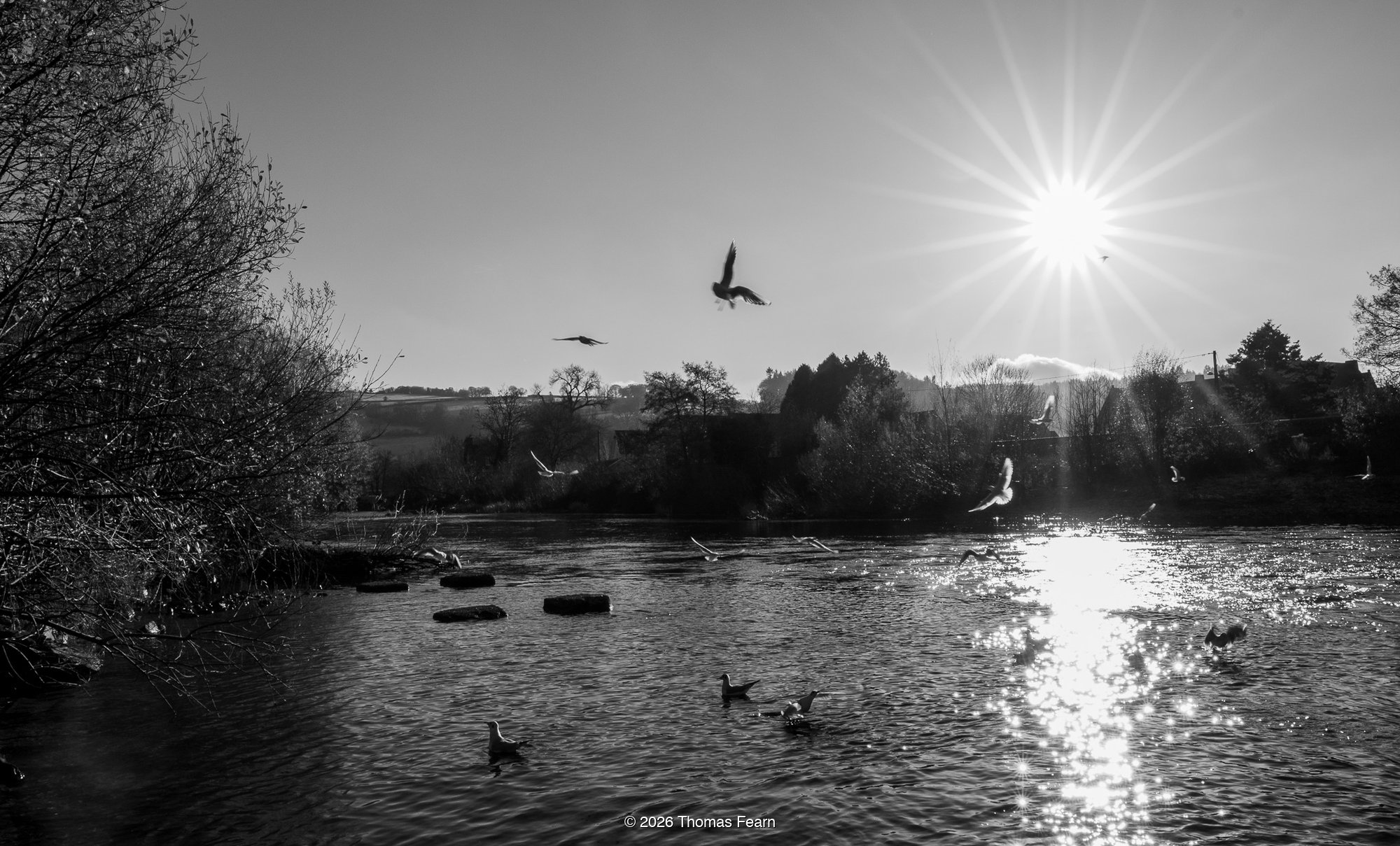 Lake at dawn in black and white