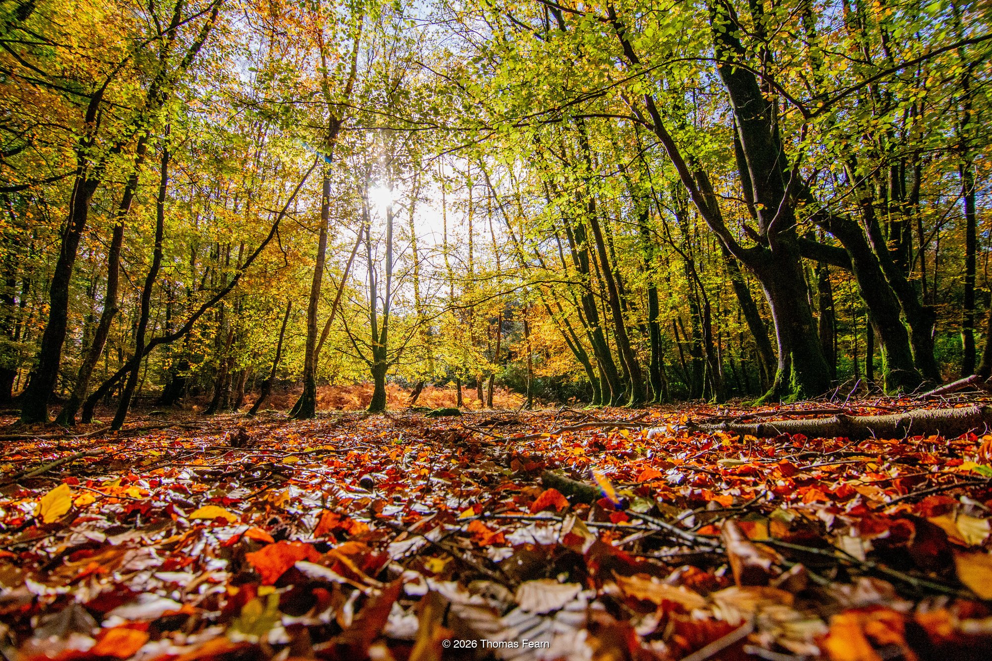 Autumn Beech Woodland Path in Golden Light