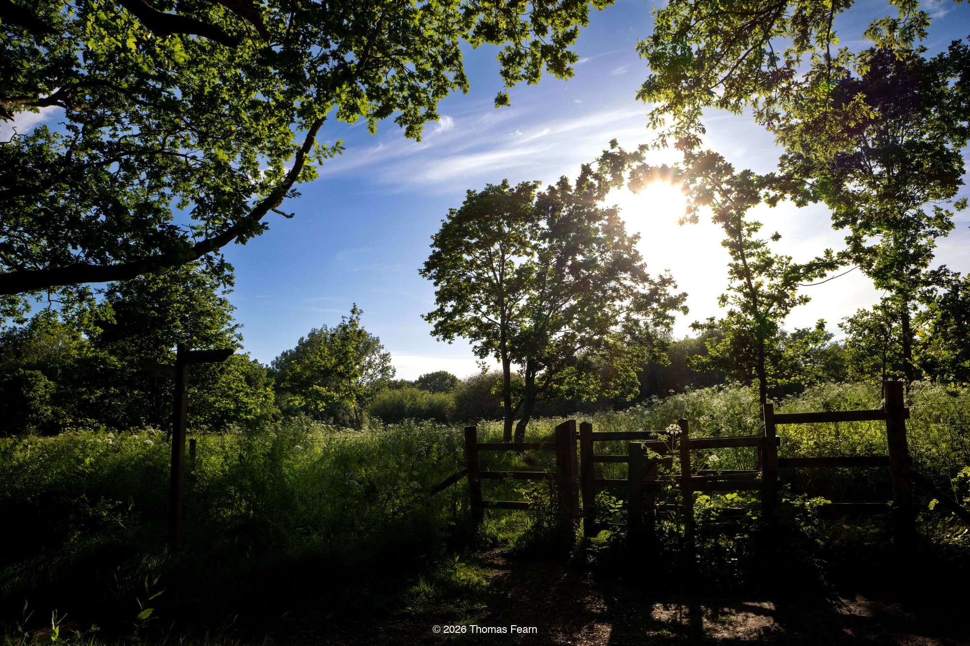 Bright Sunlight Bursts Through the Canopy of Mature Oak Trees Against a Deep Blue Sky