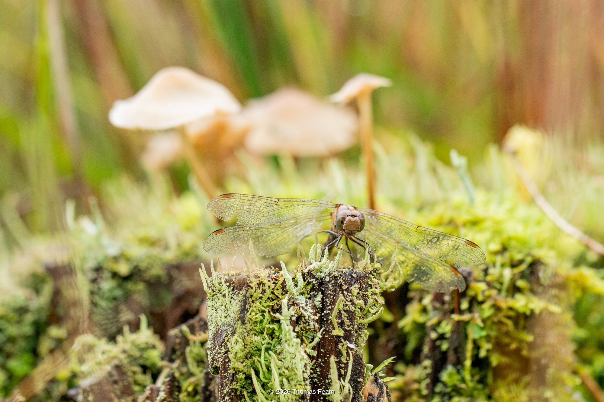Camouflaged Chaser Dragonfly on the forest floor