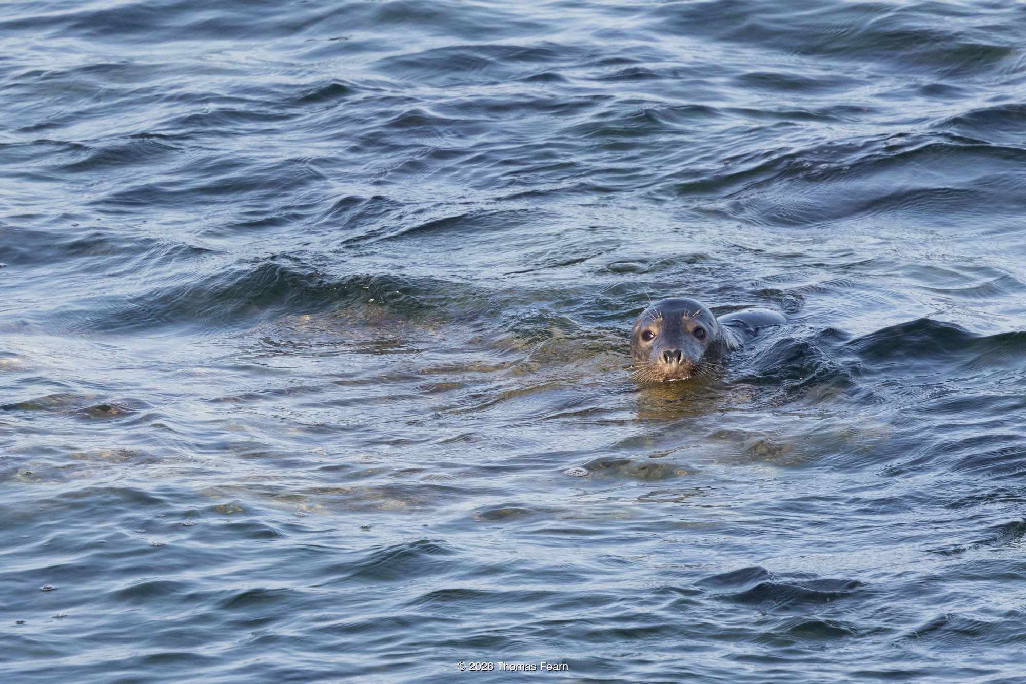 Common seal surfacing offshore