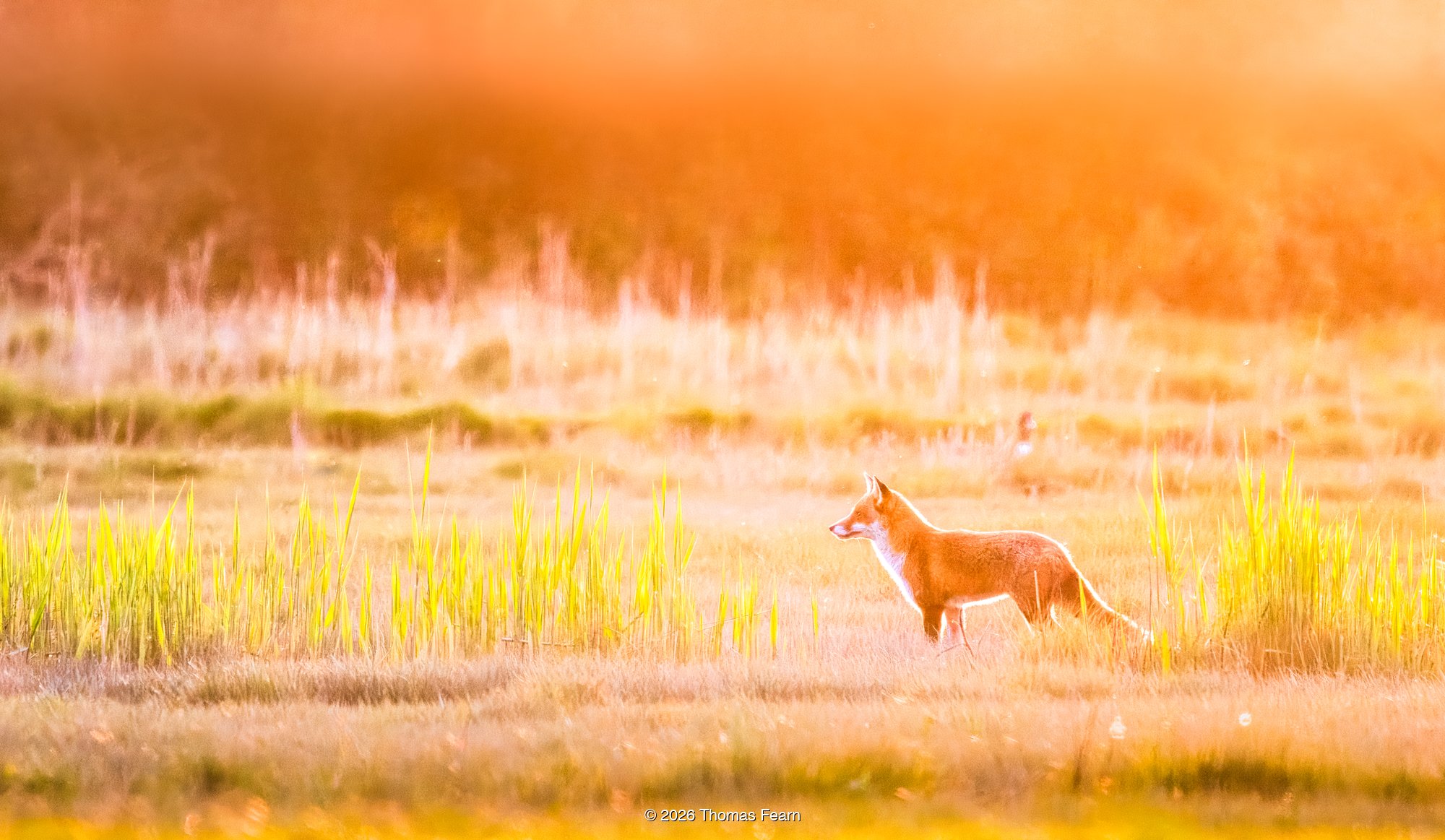 Red fox in a golden misty field at dawn