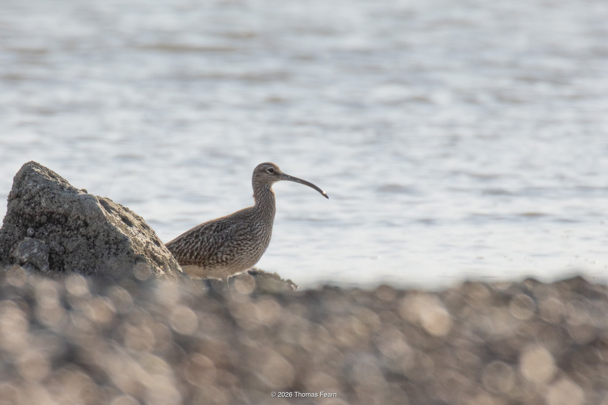 Whimbrel on a pebbled shore