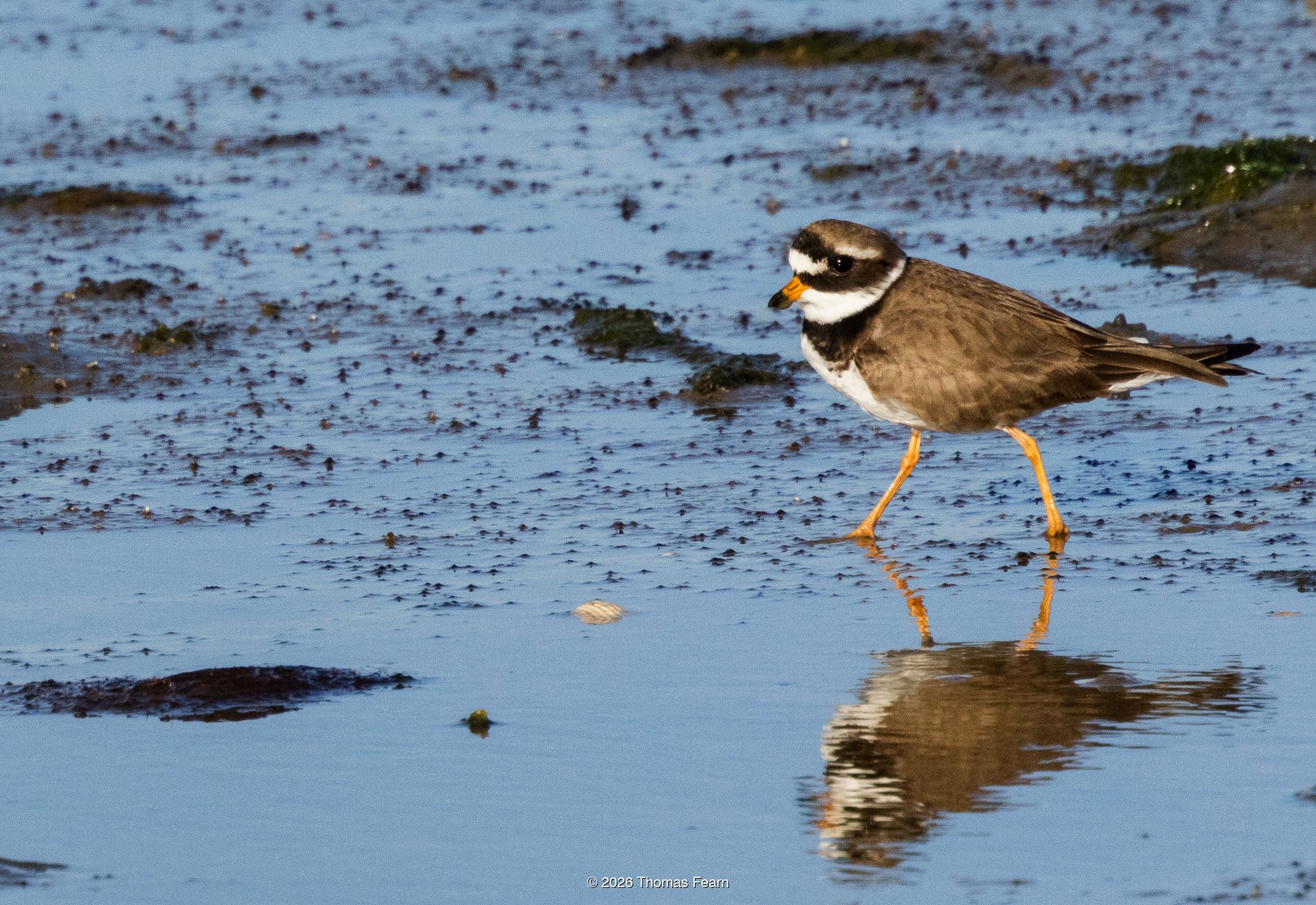 Ringed plover stepping through shallow water