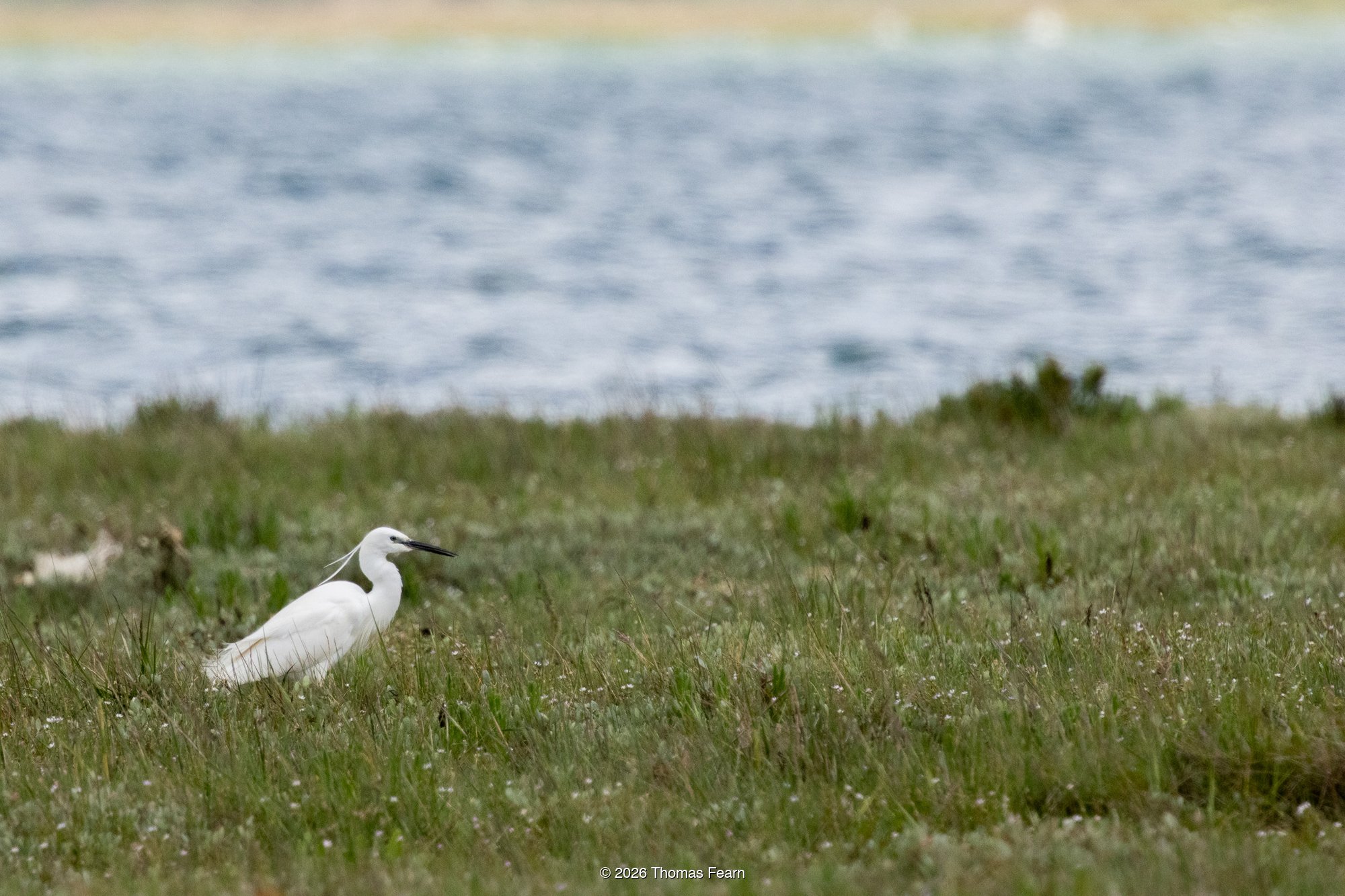 Little egret on a grassy bank