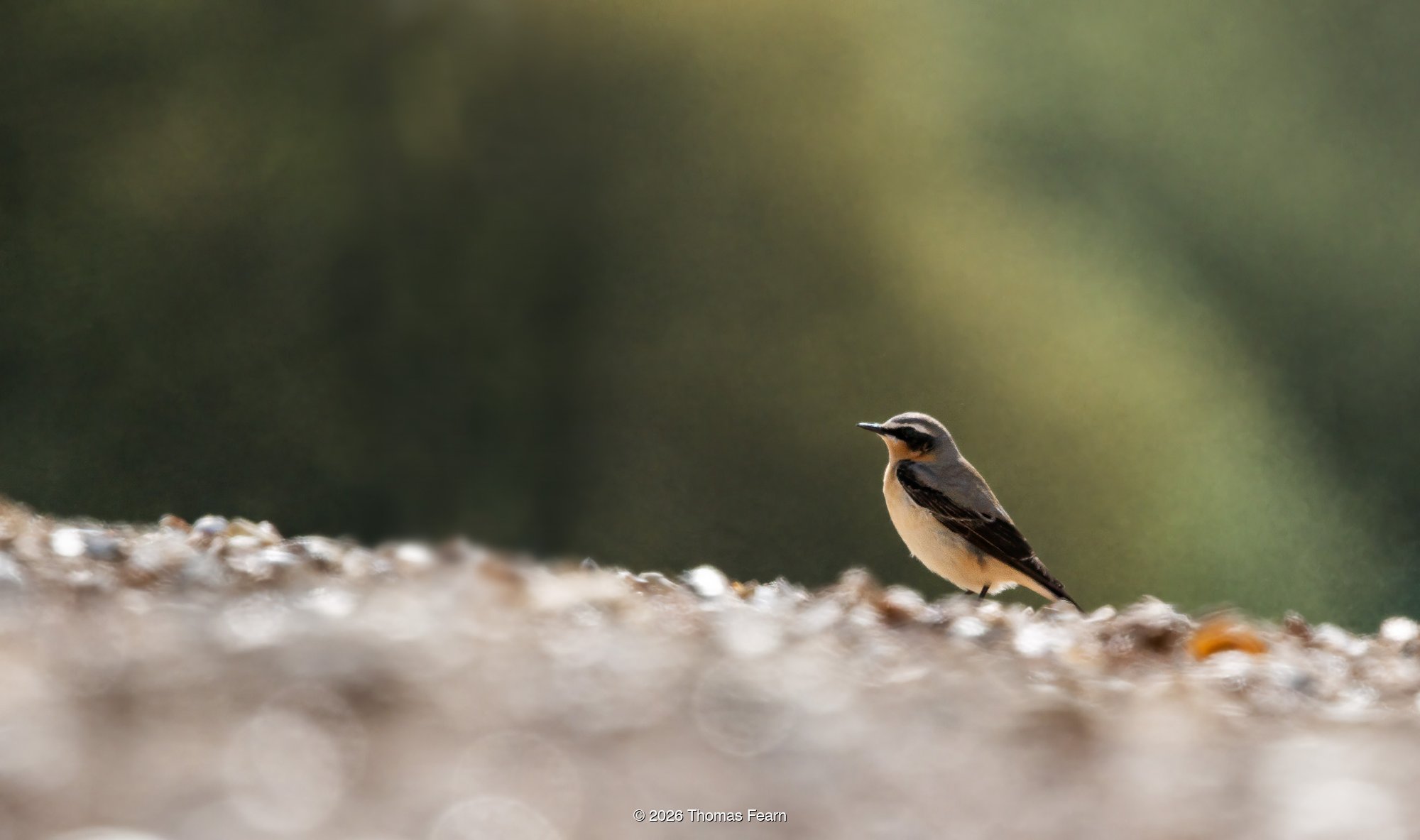 Wheatear on a shingle bank