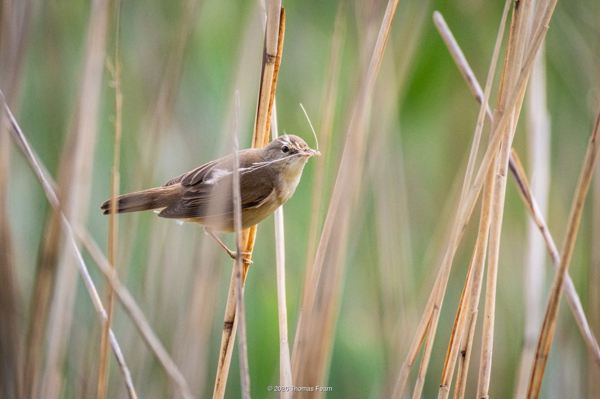 Reed bunting framed by cattails