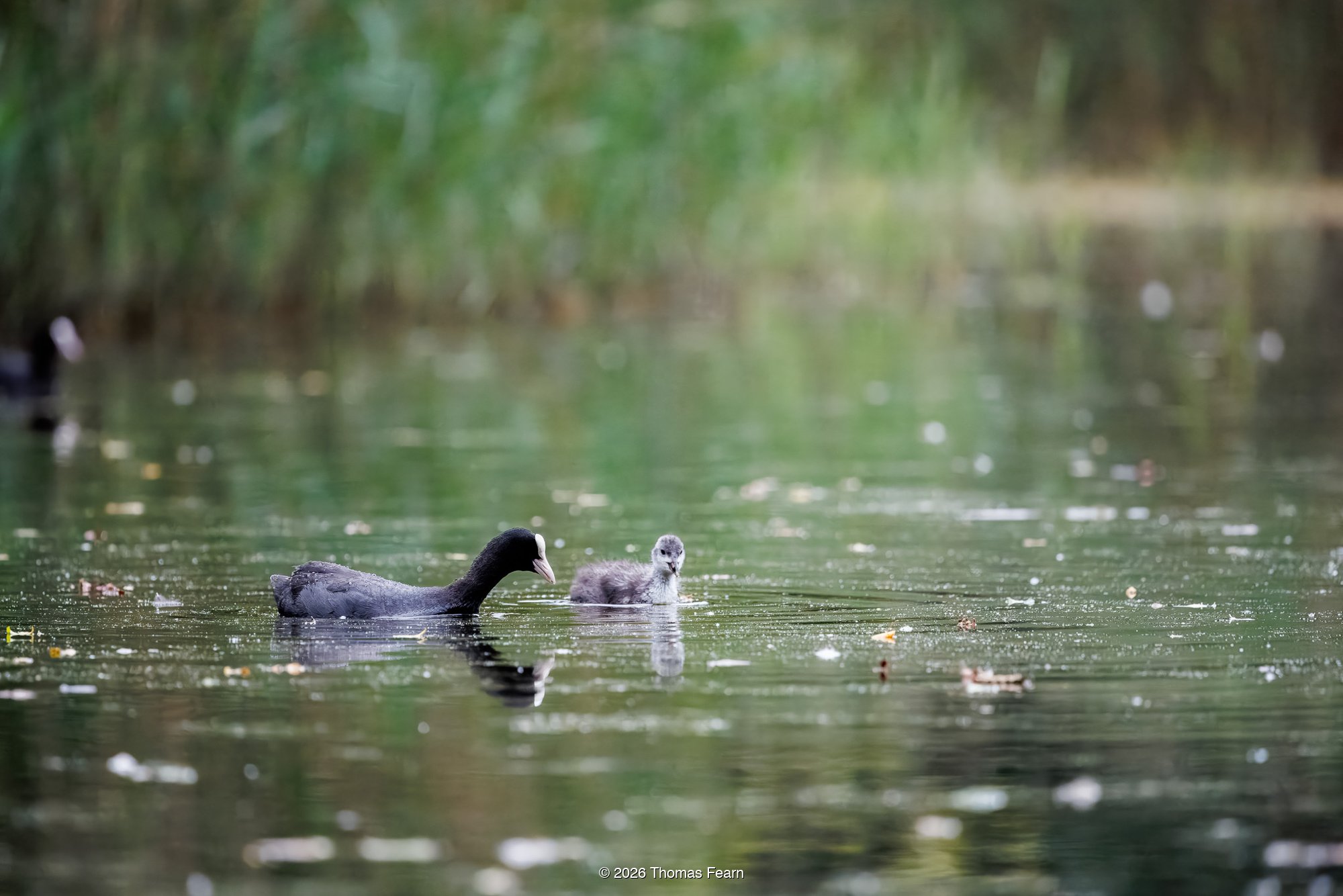 Coot and chick on still water