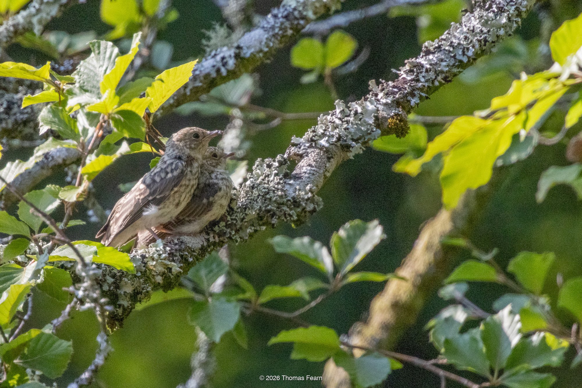 Juvenile Redstart on a lichen-covered branch