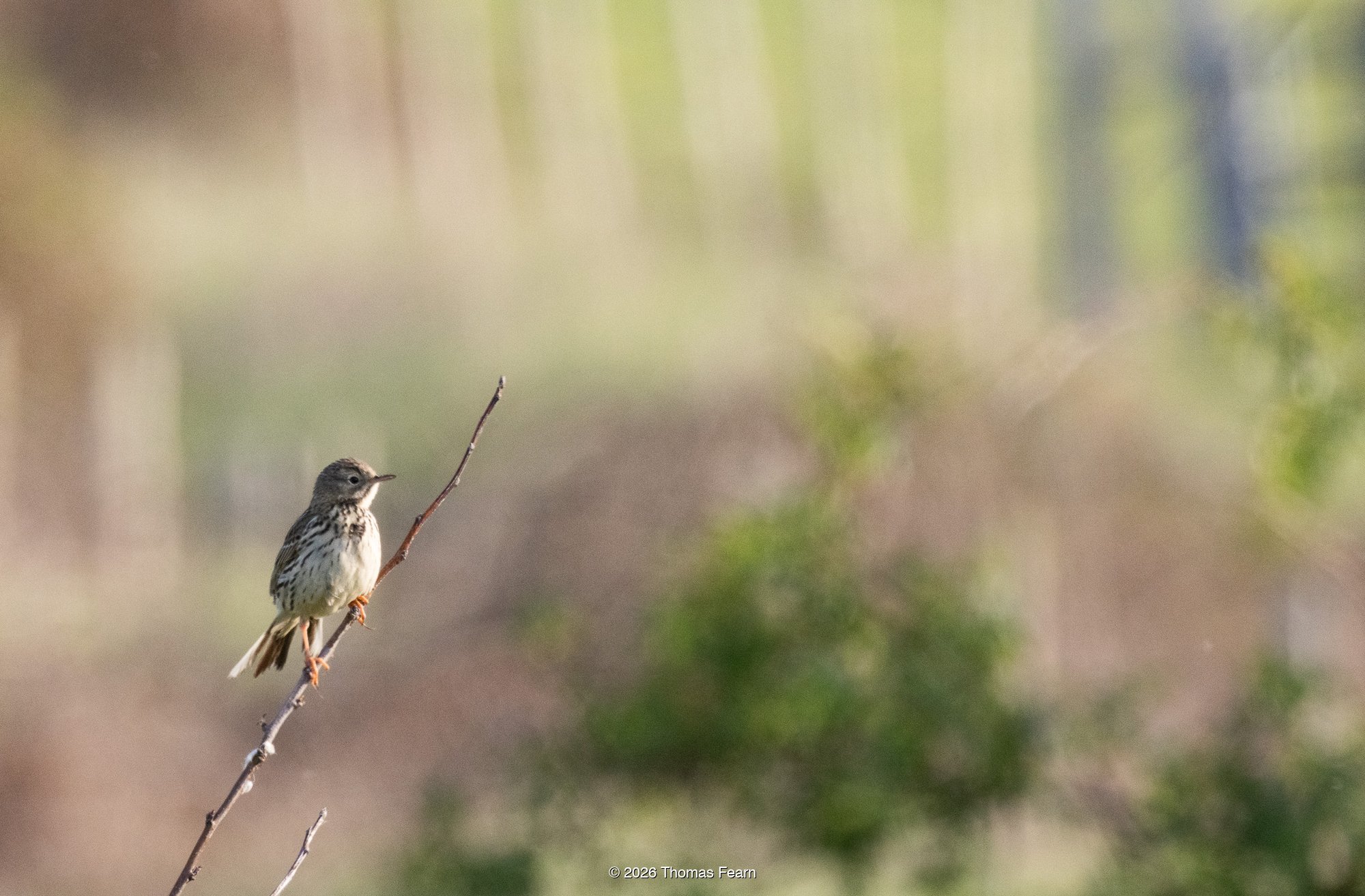 Meadow pipit on a bare stem