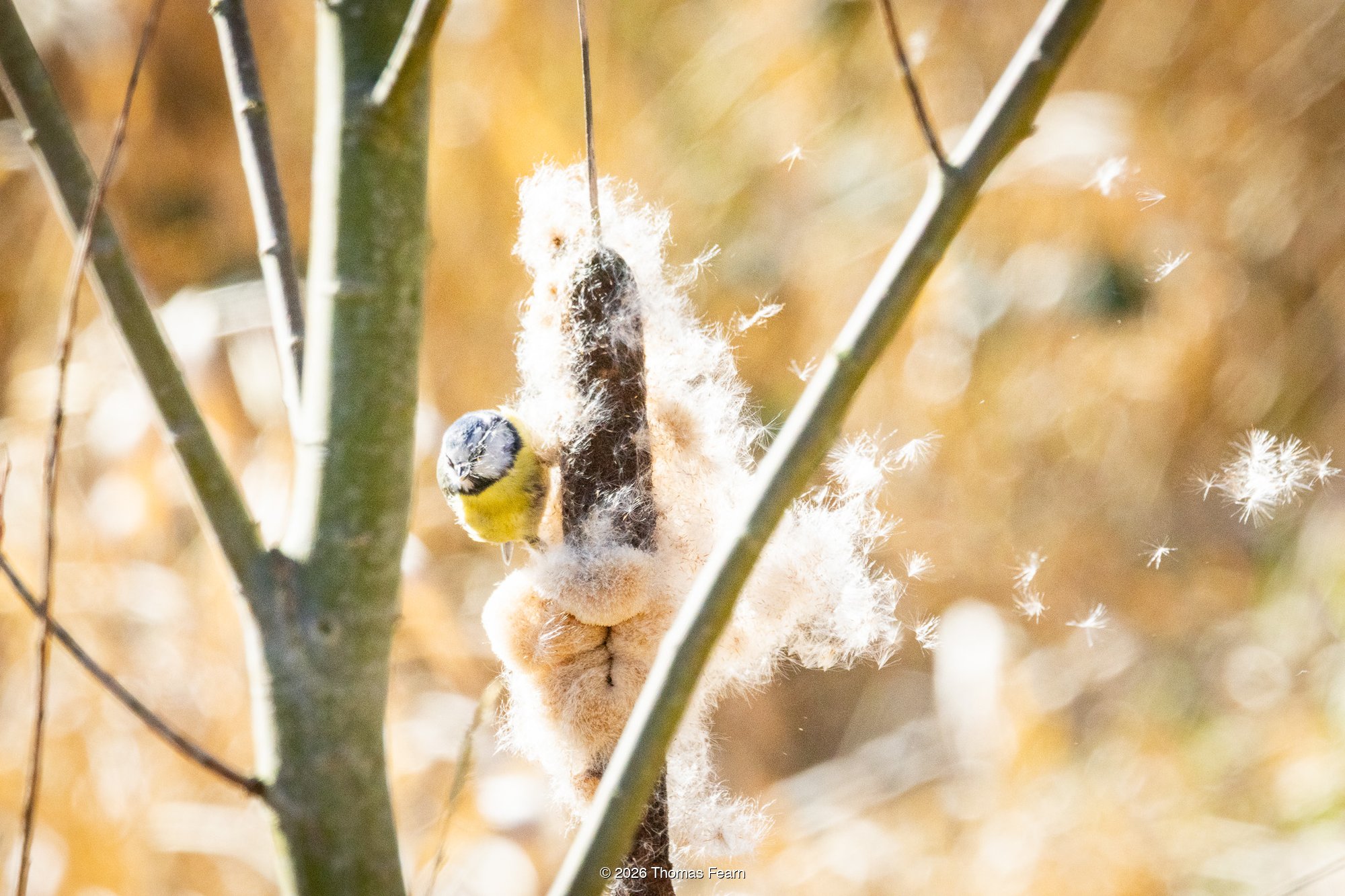 Blue Tit on a cattail