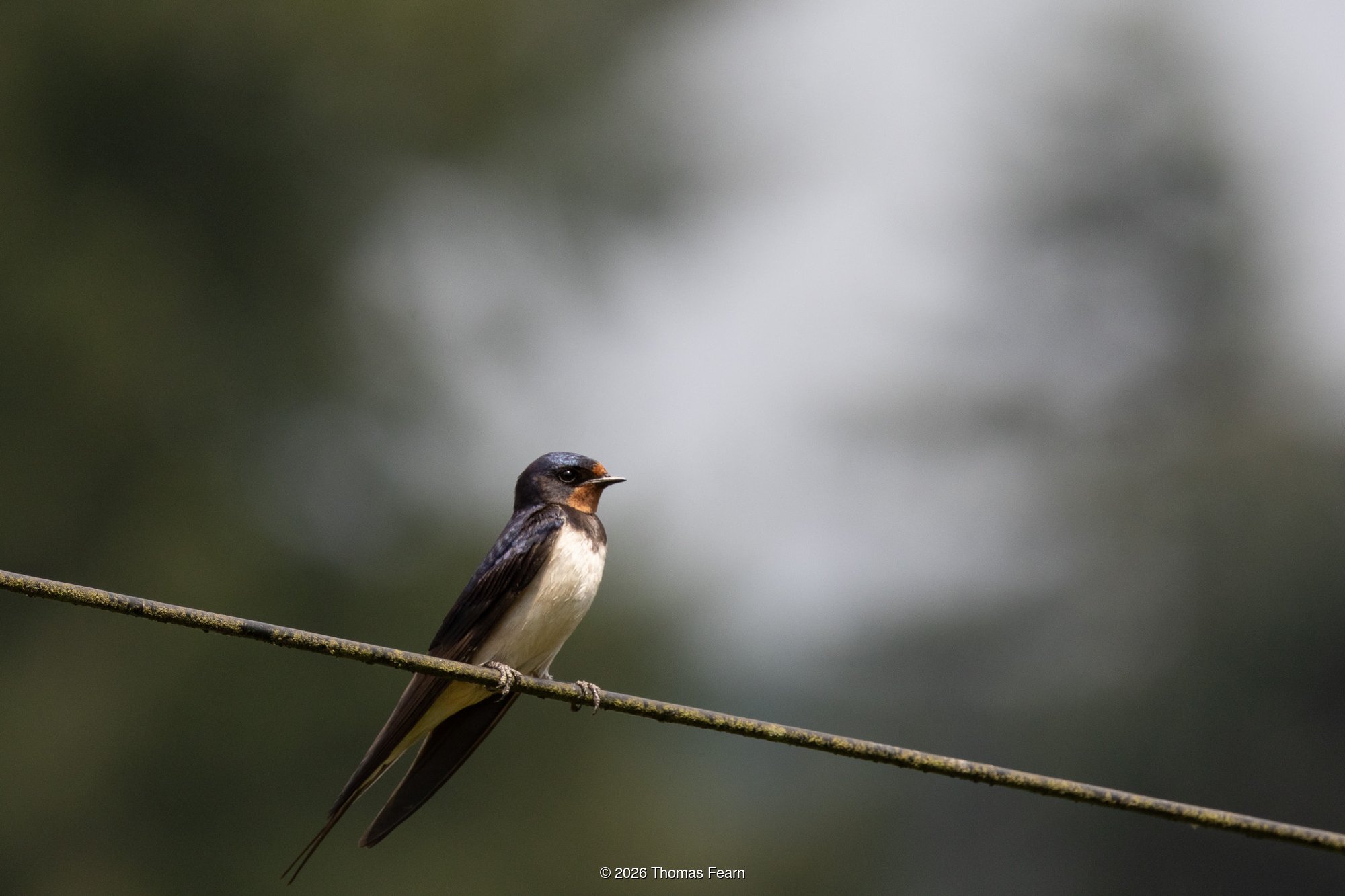 Swallow on a wire