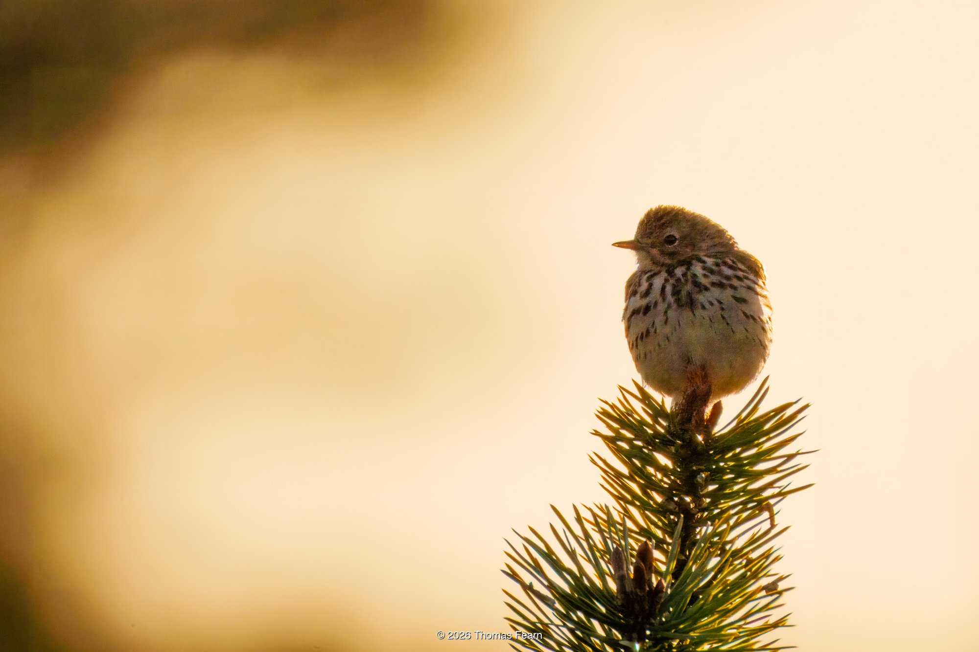 Meadow Pipit on a pine top