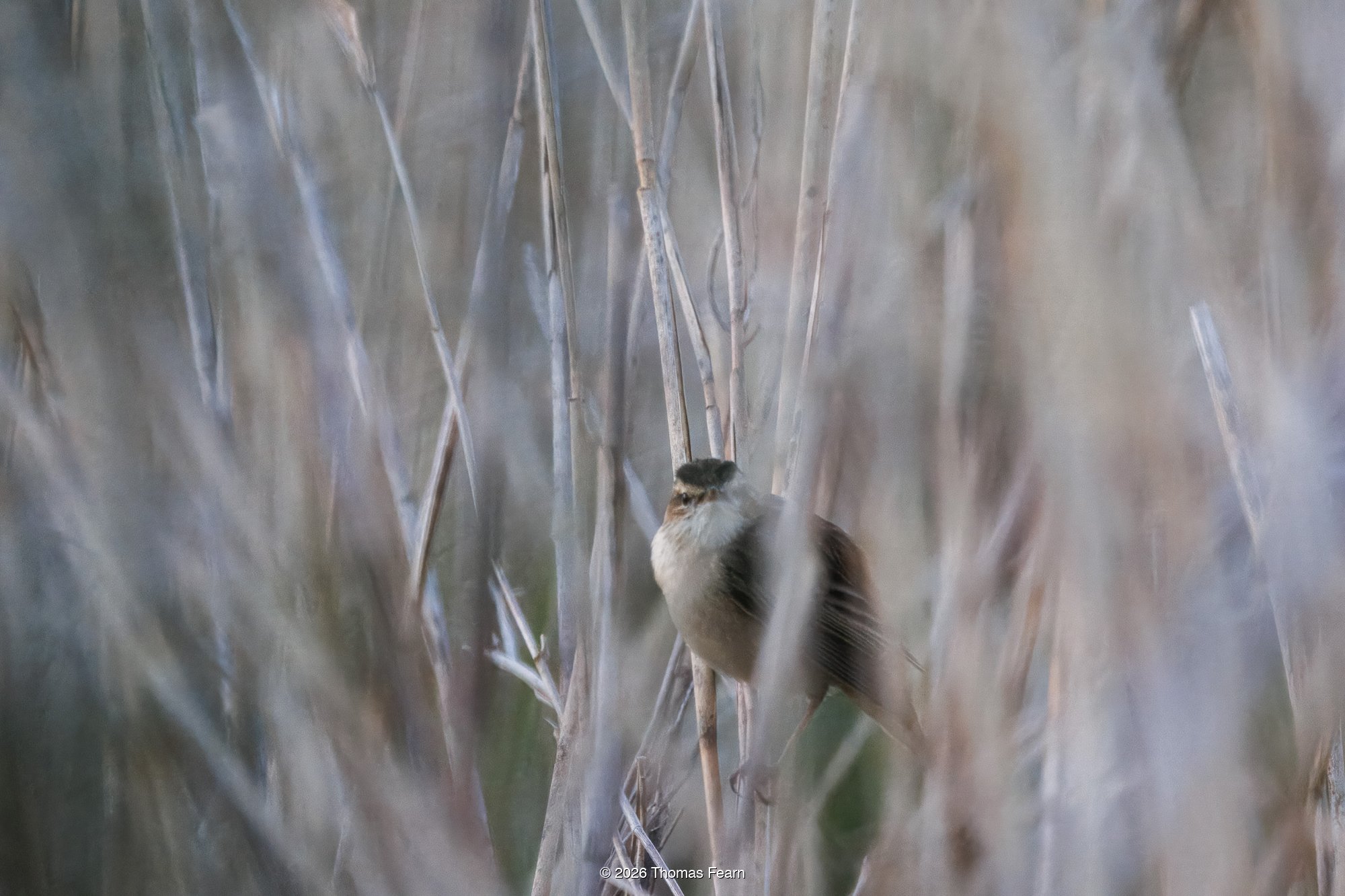 Warbler in a reedbed